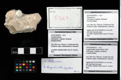 Foto (Objekt + Etikett) von Longodromites angustus (Reuss 1858)  (NHMW-GEO-2014-0194-0263b)